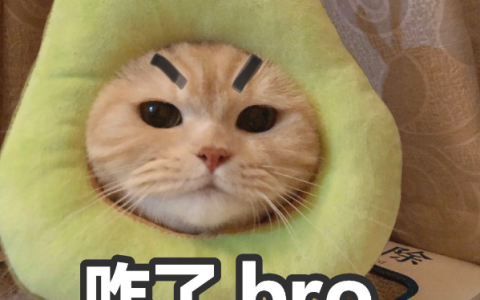 小橘猫一般多少钱一只（盘点养橘猫的6个好处）