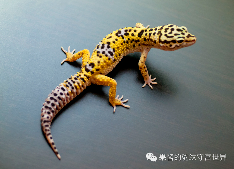 豹纹守宫闪电尾是啥(豹纹守宫闪电尾原因)