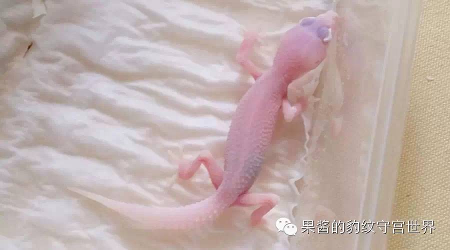 豹纹守宫闪电尾是啥(豹纹守宫闪电尾原因)