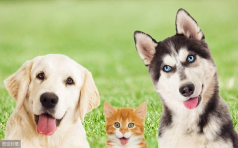 导盲犬小q是什么狗（拉布拉多犬猎犬介绍）