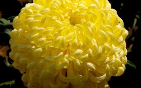 花中隐士是什么花的别称（花中四君子之菊花介绍）