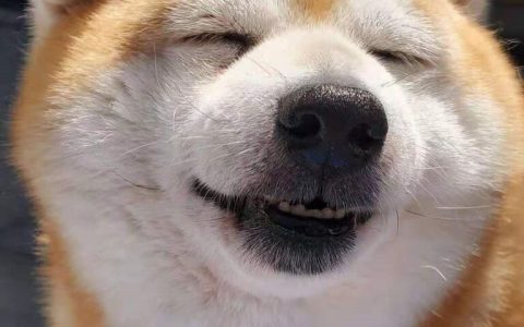 白柴犬多少钱一只（白色柴犬性格特点）