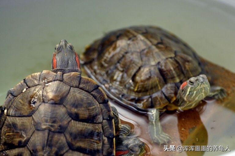 乌龟感冒了怎么办？乌龟感冒有什么症状应该怎么治疗？