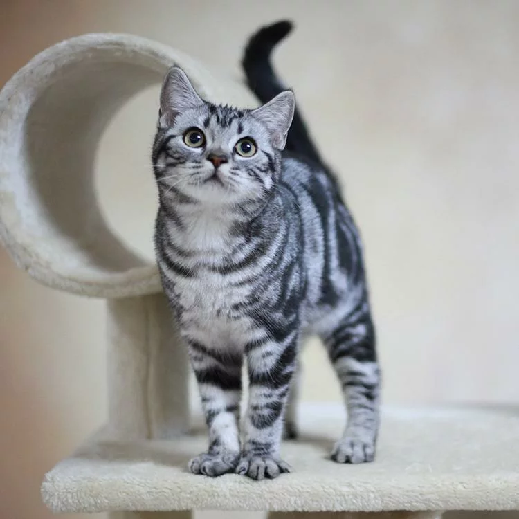 “英短猫”VS“美短猫”哪个好？过来人告诉你，差别很大