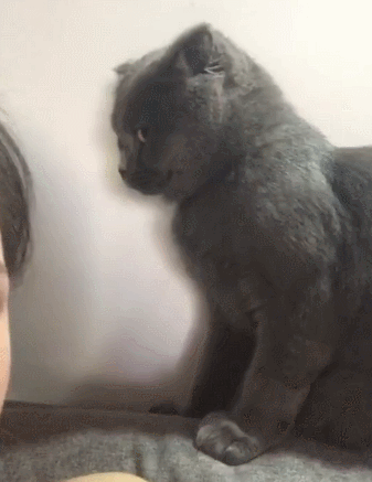 “英短猫”VS“美短猫”哪个好？过来人告诉你，差别很大