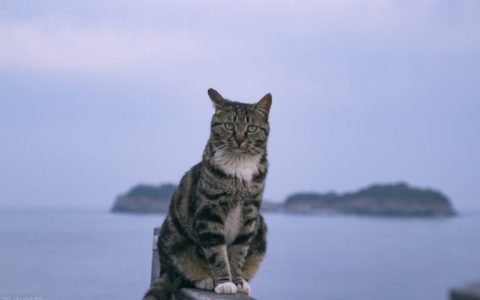 怎么给猫咪喂羊奶粉（猫咪羊奶粉的冲泡方法）