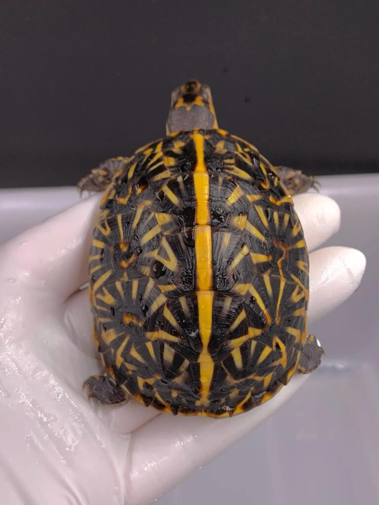 宠物箱龟怎么养殖？