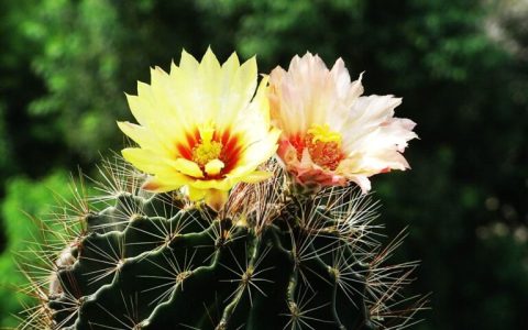 仙人掌的花长什么样子（11张不同仙人掌开花图片）