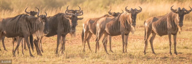 角马渡河,实则在渡人生