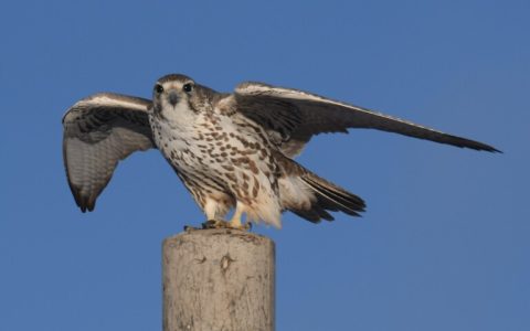 野狼