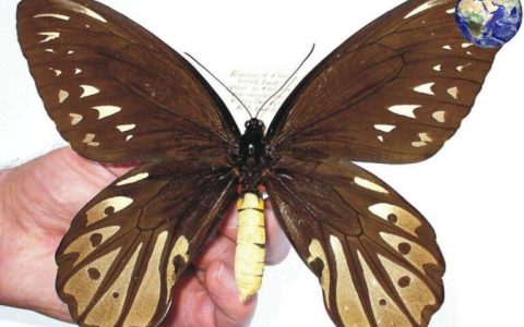 世界上最大的蝴蝶巨凤蝶（雌蝶体长 8cm 翼展可达 31cm）