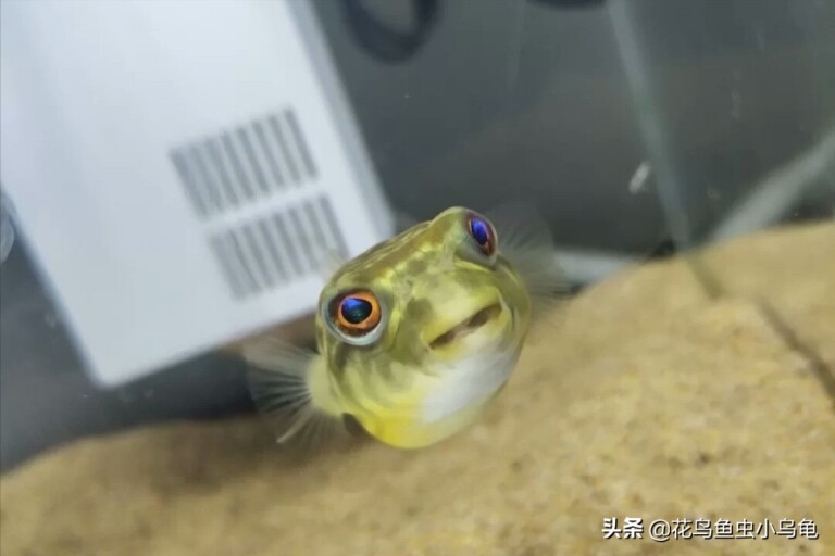 有没有一种鱼，智商高、寿命长、互动性强，狗头斑马莫属了