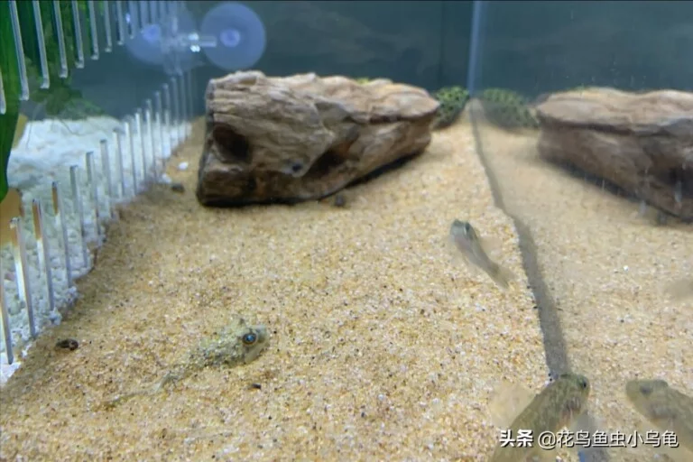有没有一种鱼，智商高、寿命长、互动性强，狗头斑马莫属了