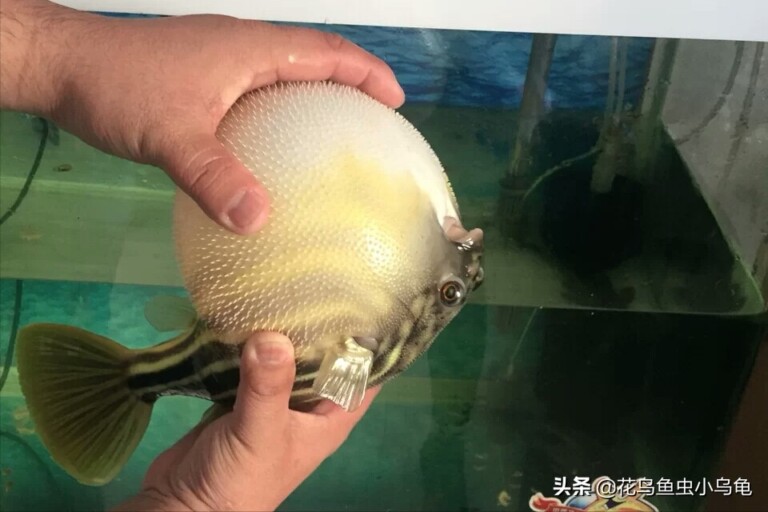 有没有一种鱼，智商高、寿命长、互动性强，狗头斑马莫属了