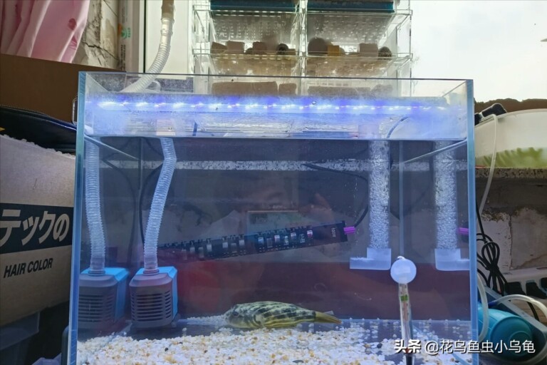 有没有一种鱼，智商高、寿命长、互动性强，狗头斑马莫属了