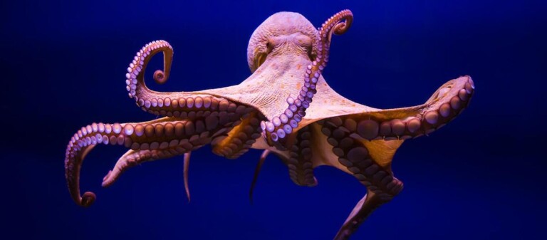 章鱼为什么被称为外星生物（其拥有三个心脏，满身“大脑”）