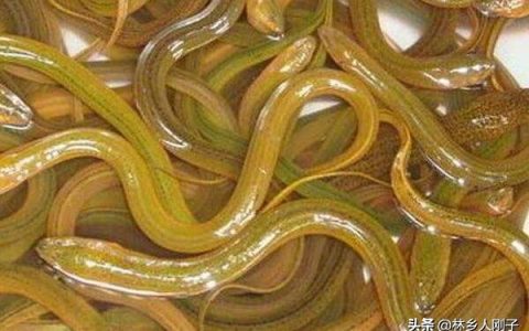泥鳅和黄鳝的区别（附泥鳅和黄鳝养殖技巧）