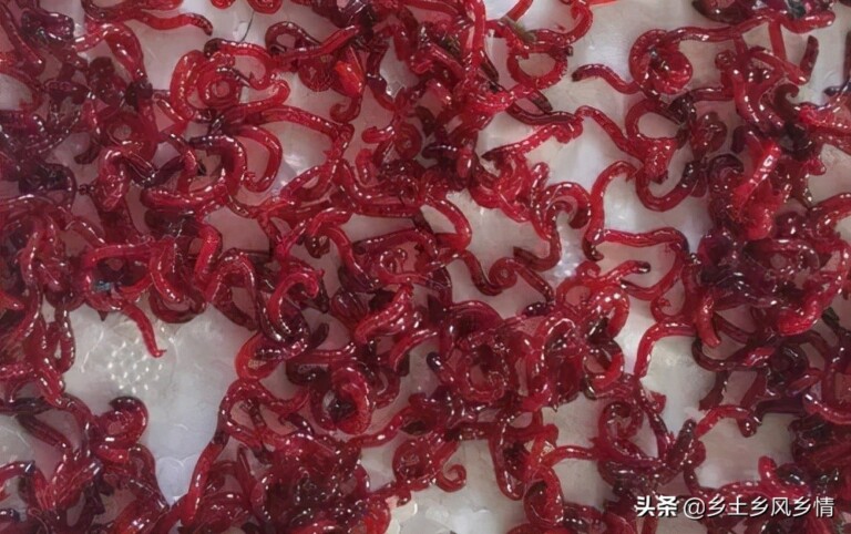 垂钓的优质万能饵料，红虫的养殖方法 