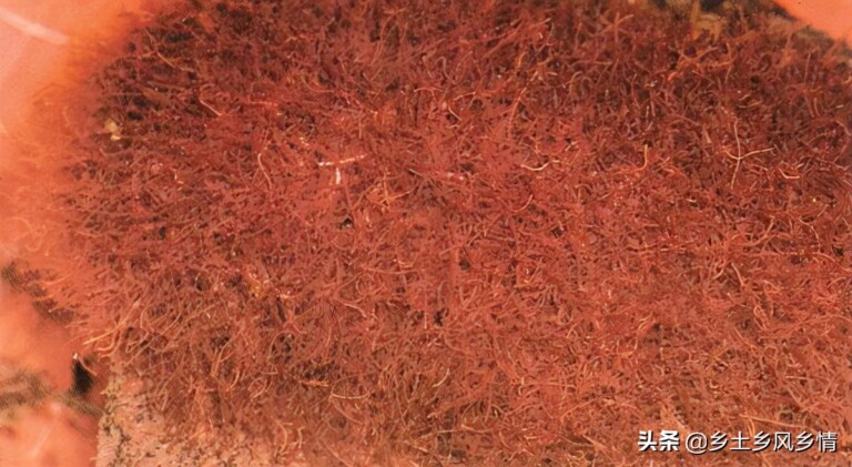 垂钓的优质万能饵料，红虫的养殖方法 