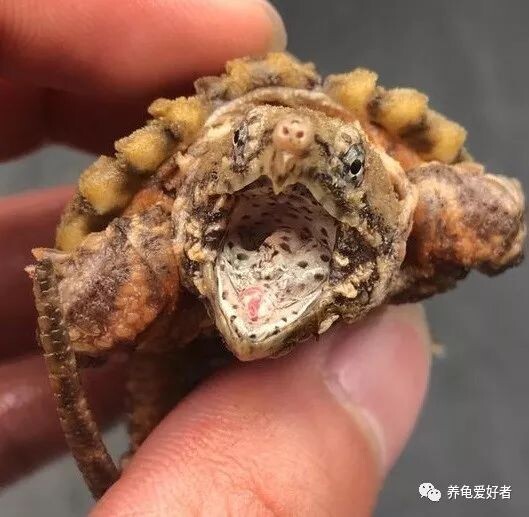 大鳄龟,可以这样简简单单的养