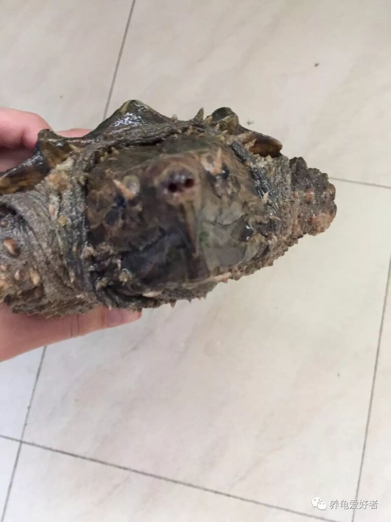 大鳄龟,可以这样简简单单的养