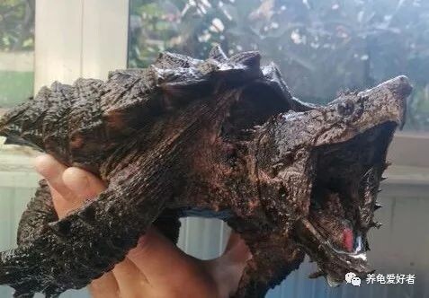 大鳄龟,可以这样简简单单的养