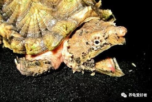 大鳄龟,可以这样简简单单的养