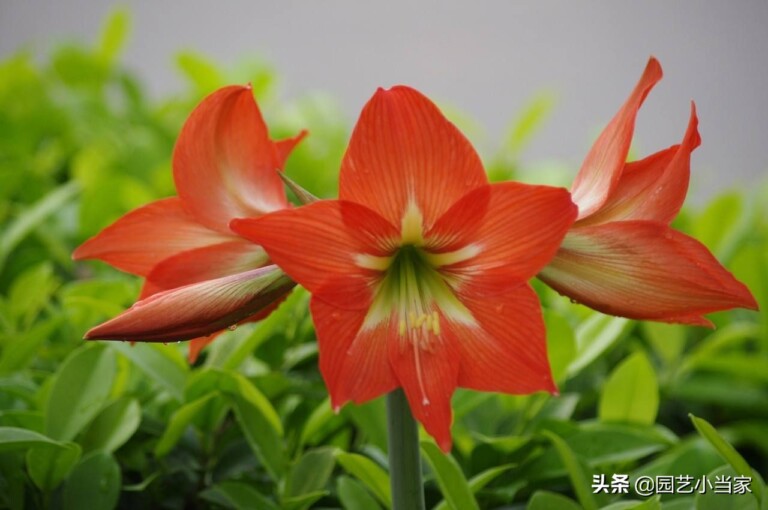 朱顶红有毒吗?可以在室内养殖吗