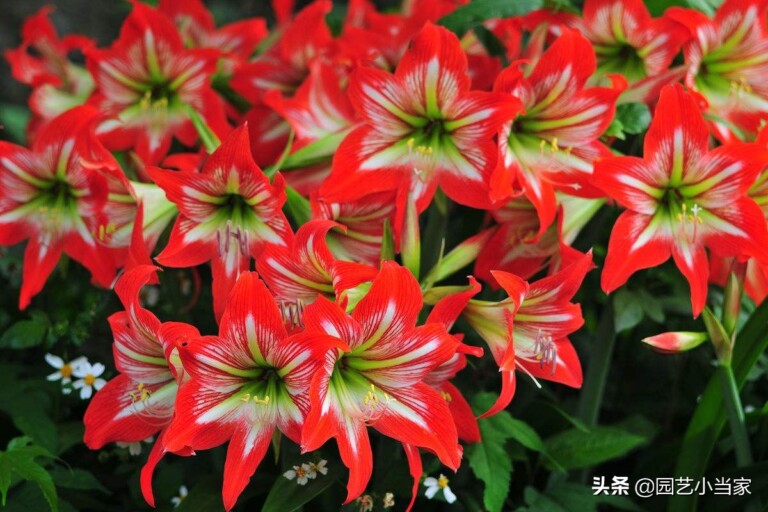 朱顶红有毒吗?可以在室内养殖吗