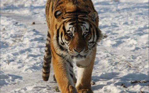 东北虎、西伯利亚虎（现存体重最大的肉食性猫科动物）