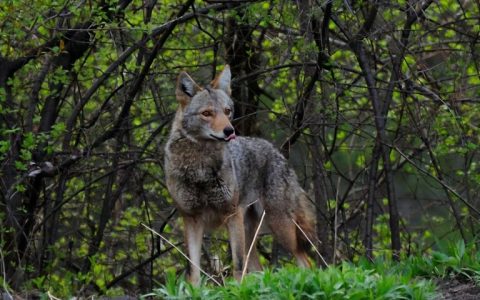 郊狼、丛林狼、草原狼（食肉目犬科犬亚科犬属动物）
