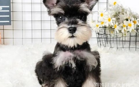 宠物狗雪纳瑞多少钱一只？附纯种雪纳瑞的鉴别方法