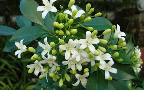 九里香花怎么才能养好？九里香养殖方法和注意事项