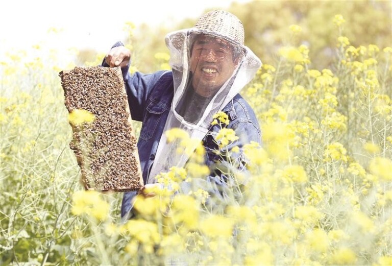 养蜂人怎么养蜜蜂？蜜蜂新手养殖技术