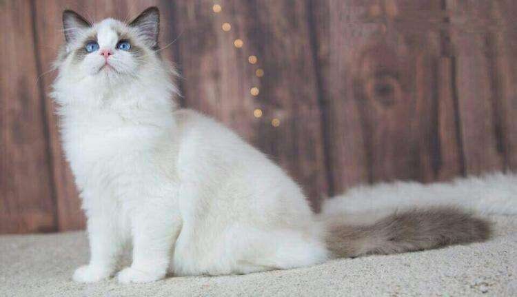 布偶猫能长多大?布偶猫正常体重标准参考