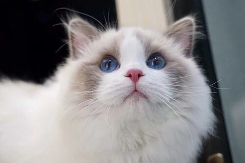 布偶猫能长多大?布偶猫正常体重标准参考