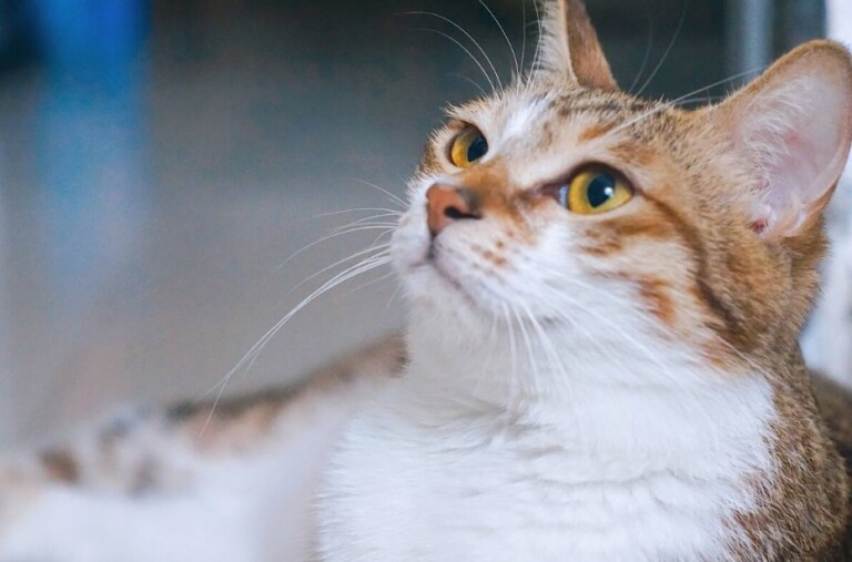 猫三联间隔多久打一次?一文看懂猫疫苗别再被坑了!