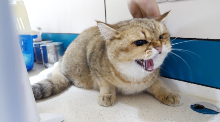 猫三联间隔多久打一次?一文看懂猫疫苗别再被坑了!