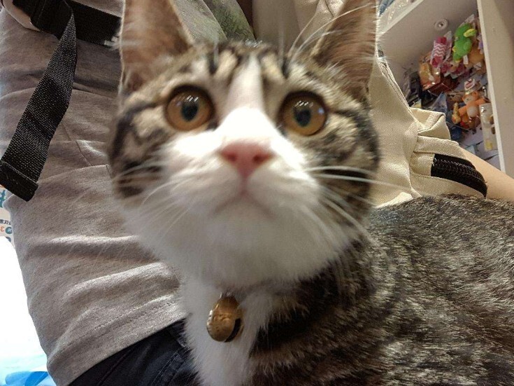猫三联间隔多久打一次?一文看懂猫疫苗别再被坑了!