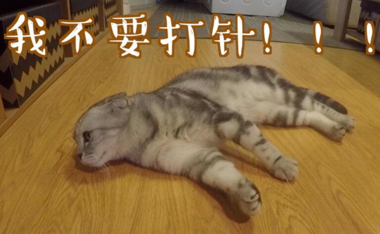 猫三联间隔多久打一次?一文看懂猫疫苗别再被坑了!