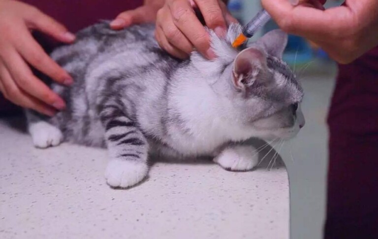 猫三联间隔多久打一次?一文看懂猫疫苗别再被坑了!