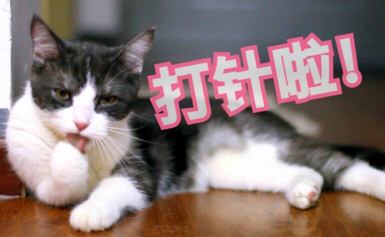 猫三联间隔多久打一次?一文看懂猫疫苗别再被坑了!