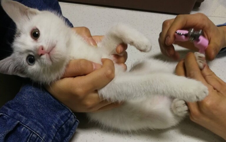 猫三联间隔多久打一次?一文看懂猫疫苗别再被坑了!