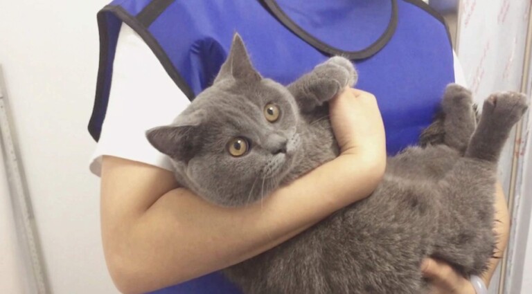 猫三联间隔多久打一次?一文看懂猫疫苗别再被坑了!