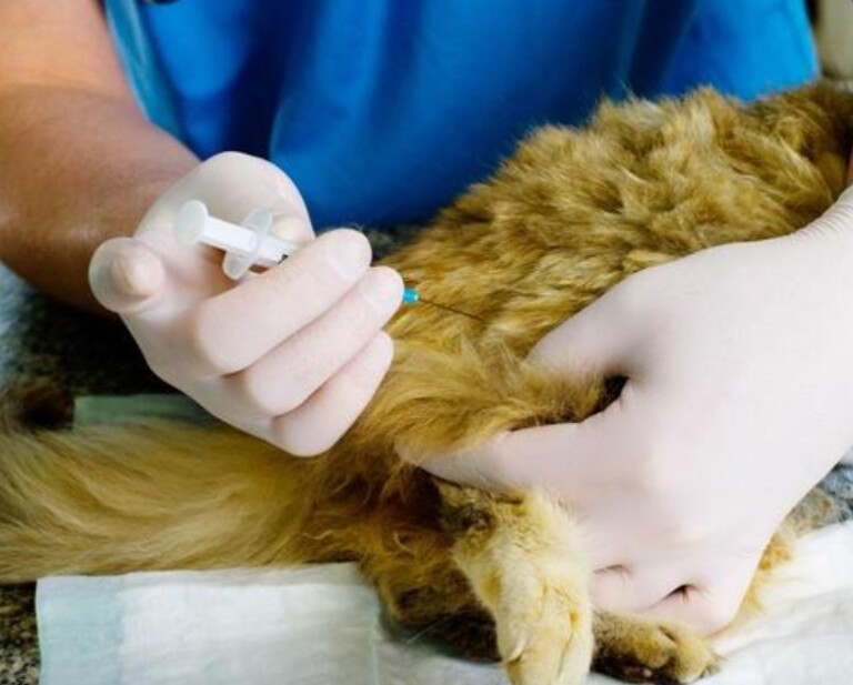 猫三联间隔多久打一次?一文看懂猫疫苗别再被坑了!