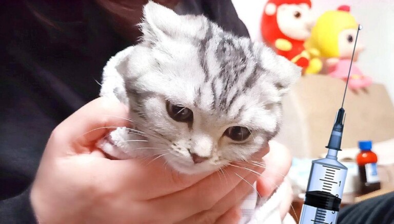 猫三联间隔多久打一次?一文看懂猫疫苗别再被坑了!