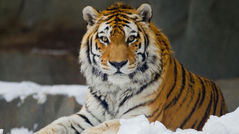 大型猫科动物实力排名榜:盘点地球上最强大的 10 种猫科动物