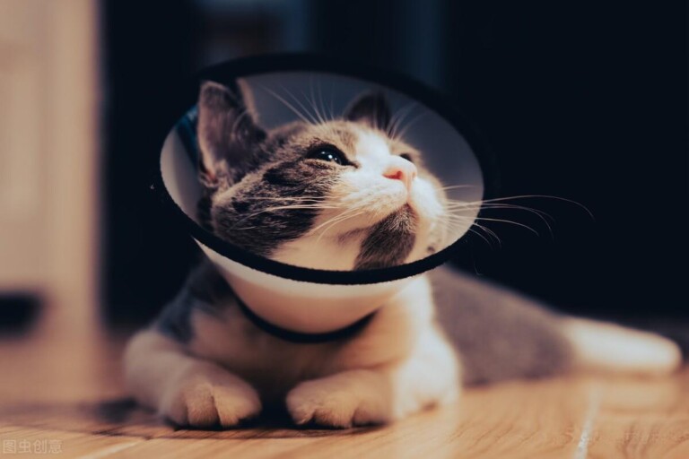 猫咪严重猫癣有快速治疗方法吗？具体的护理可参照以下几点