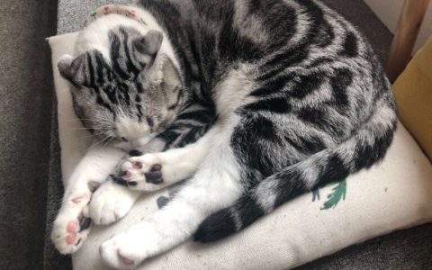 猫三联到底是两针还是三针？猫三联三针的区别与选择方法