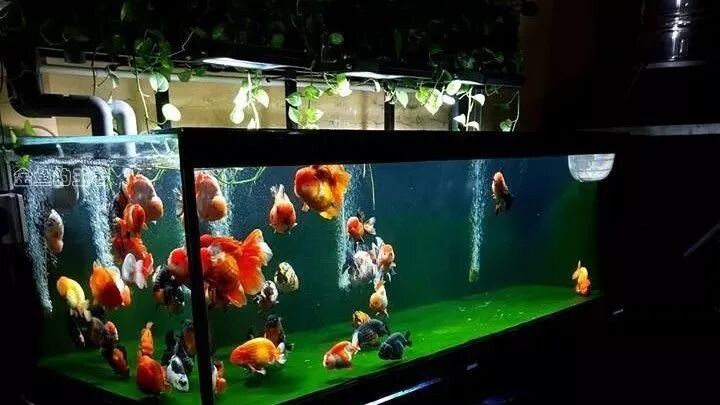 鱼缸水泵大小怎么选择？分享个鱼缸配水泵计算公式